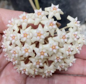 Hoya sp. Loei province