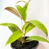 Aeschynanthus marmoratus