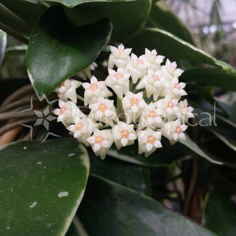 Hoya acuta variegata