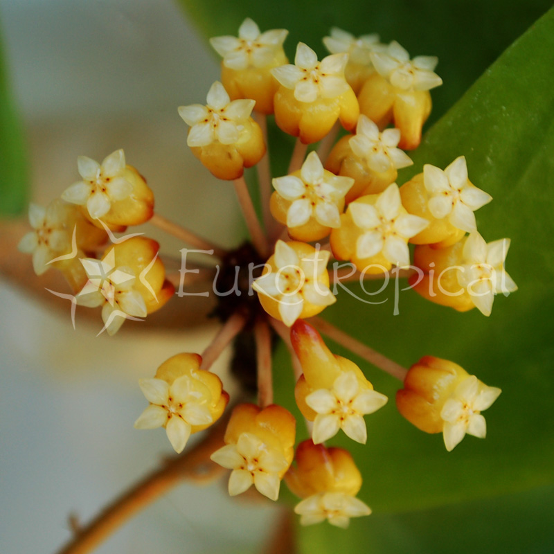 Hoya bicolor