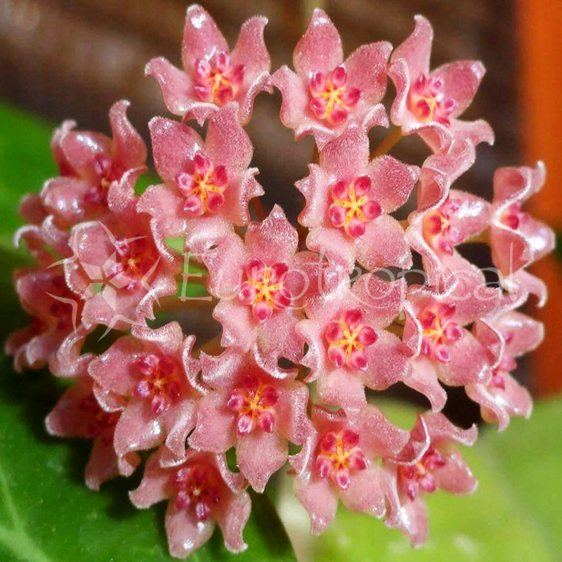 Hoya camphorifolia