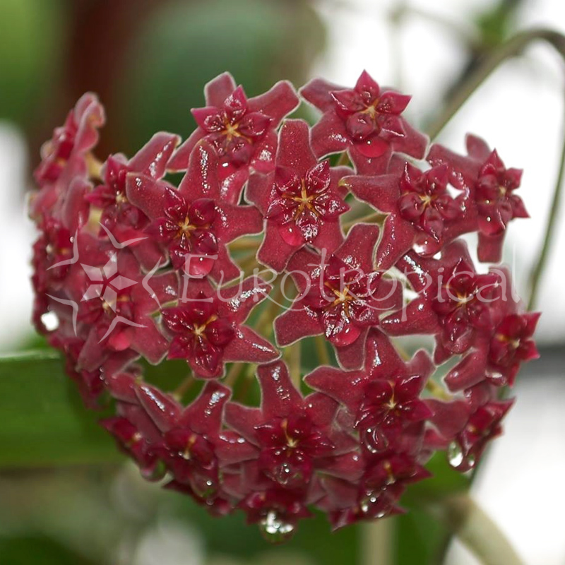 Hoya cinnamomifolia var. purpureofusca