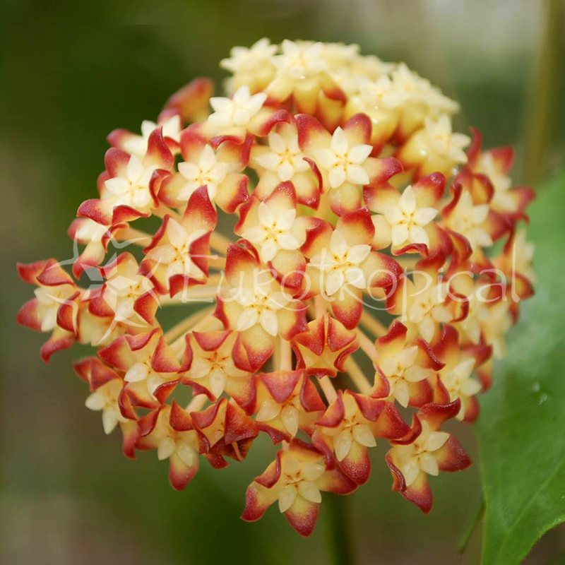 Hoya crassicaulis