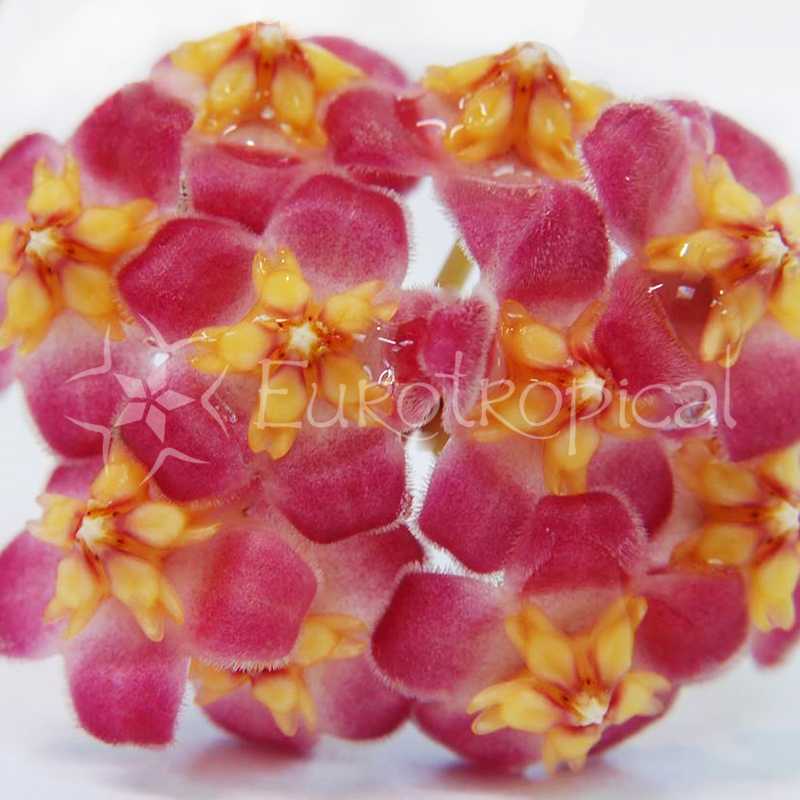 Hoya davidcummingii