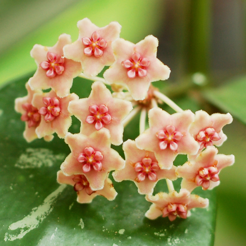 Hoya diversifolia