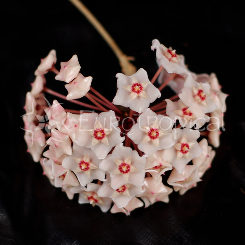 Hoya fungii