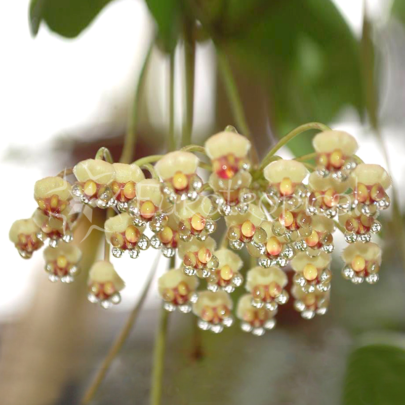 Hoya incurvula