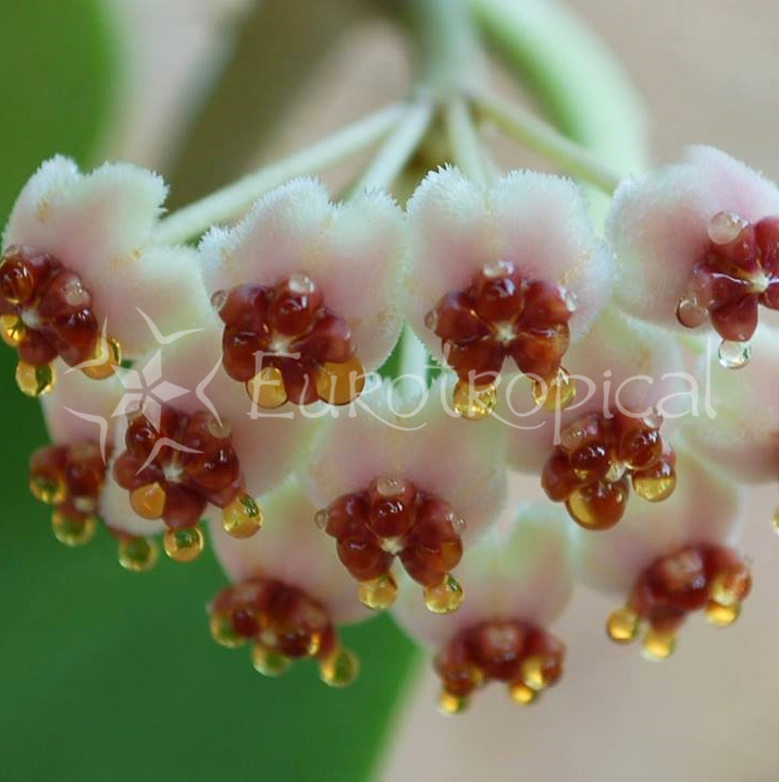 Hoya kerrii