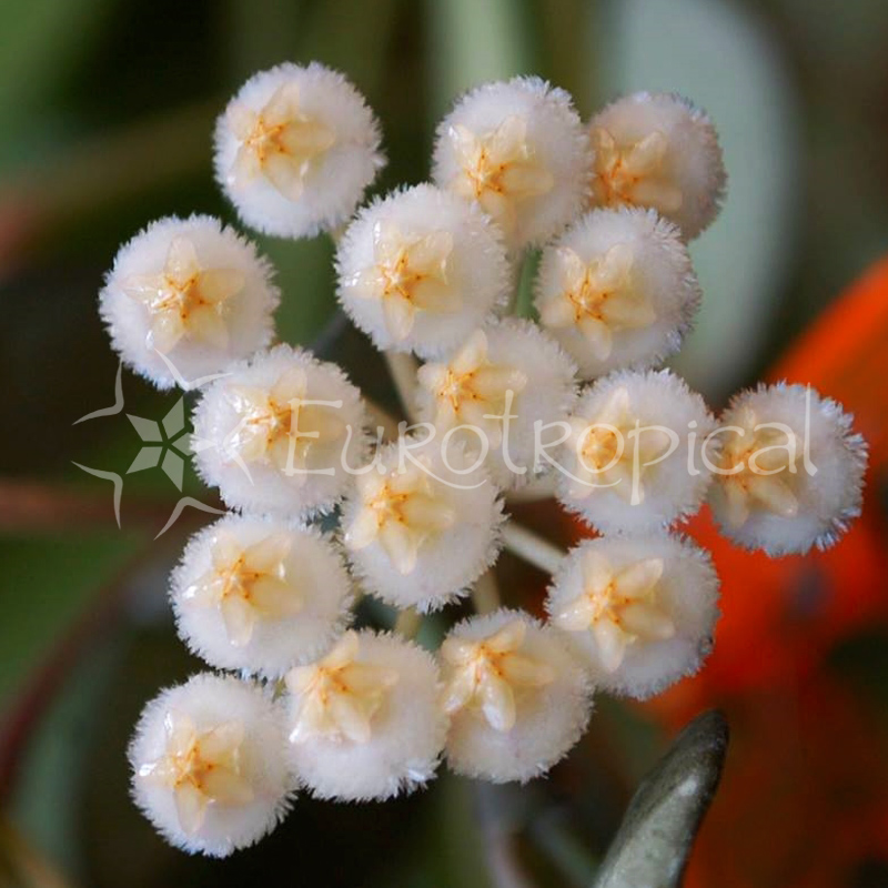 Hoya krohniana