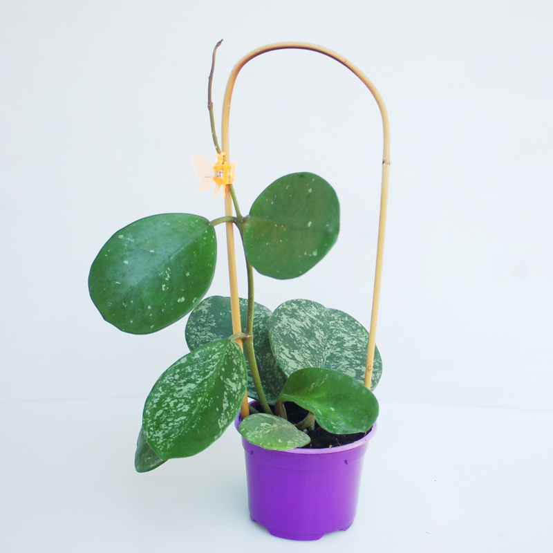 Hoya obovata splash