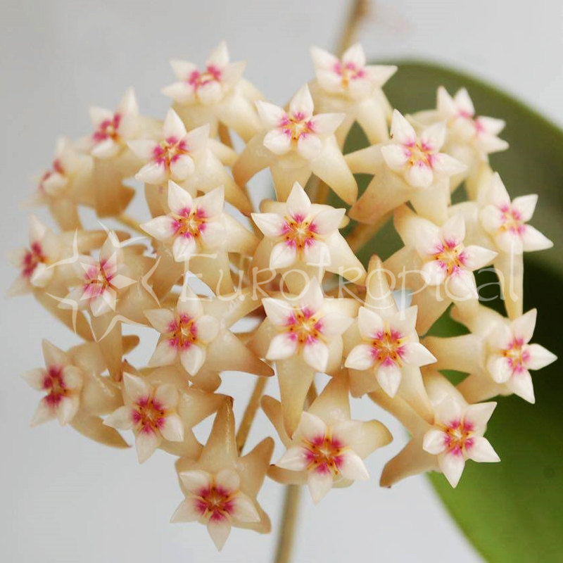 Hoya parasitica