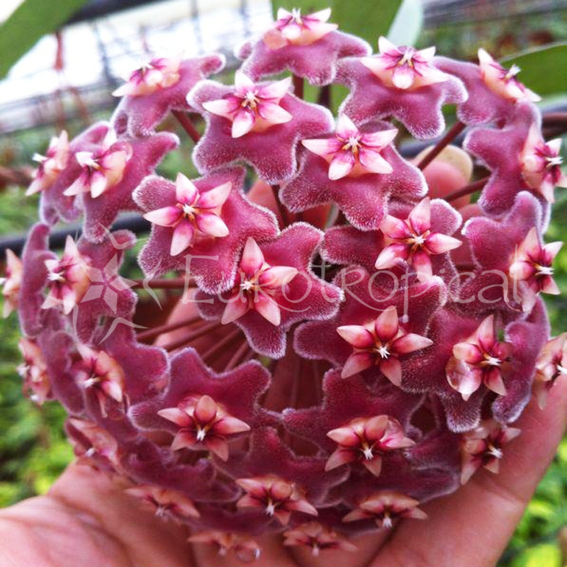 Hoya pubicalyx cv. Silver Pink