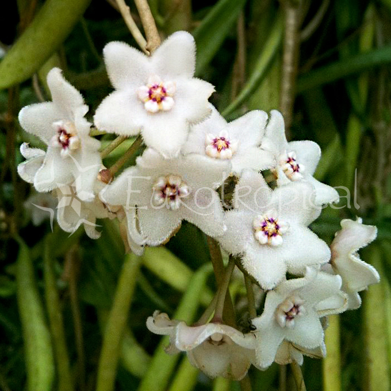 Hoya shepherdii
