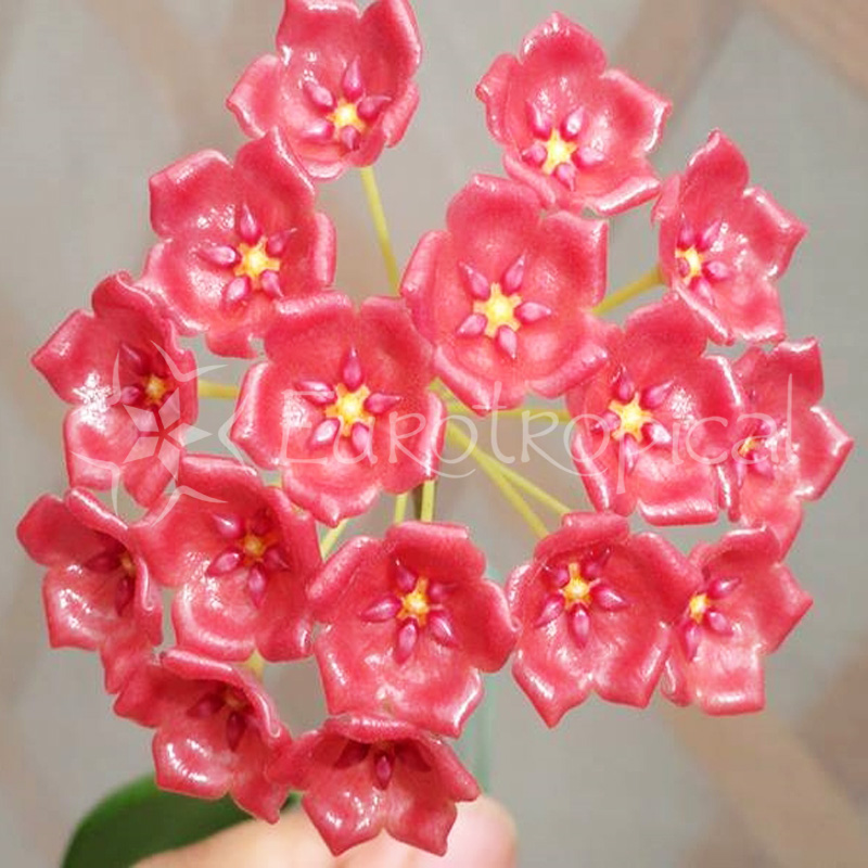 Hoya siariae red