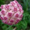Hoya aldrichii