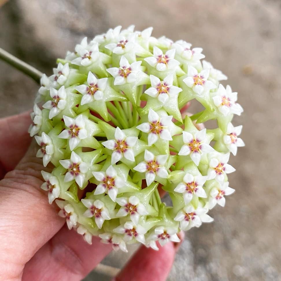 Hoya acuta green flowers AKA verticillata