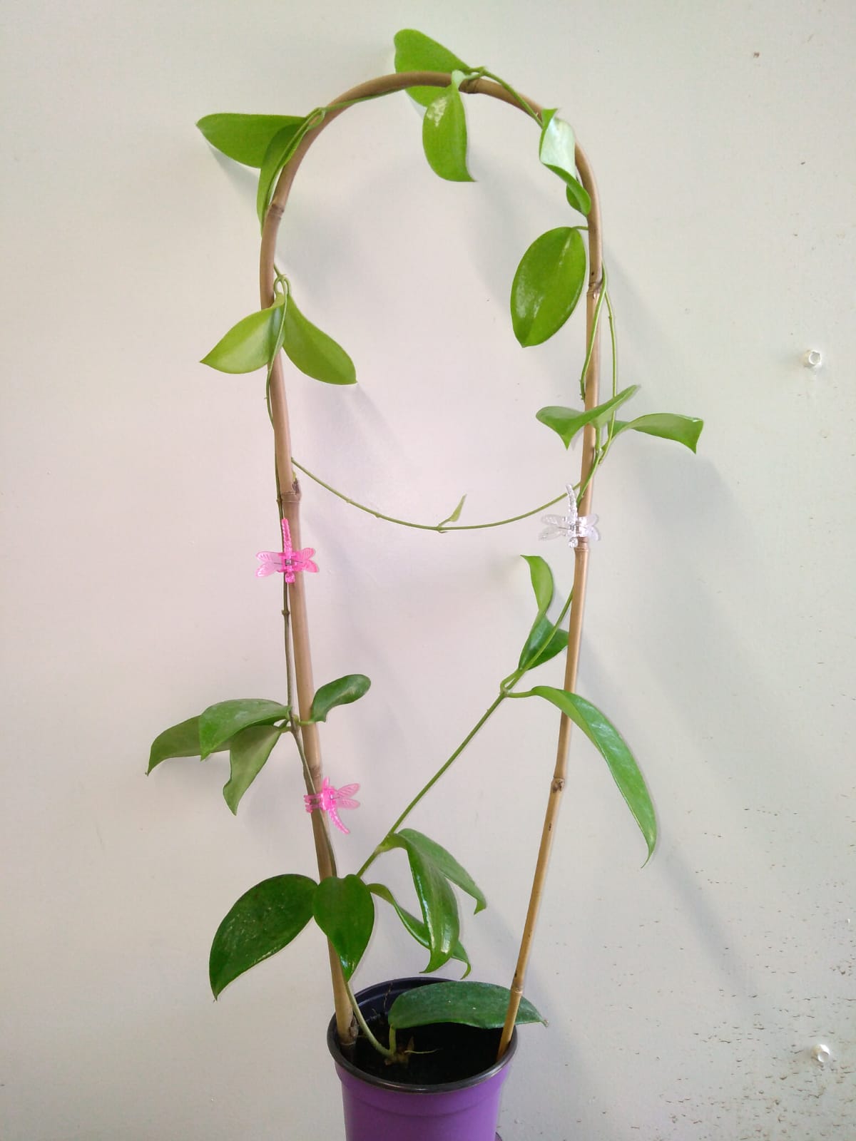 Hoya aldrichii 2 Hoya aldrichii
