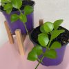 Dischidia geri