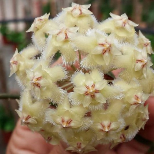 Hoya erythrina