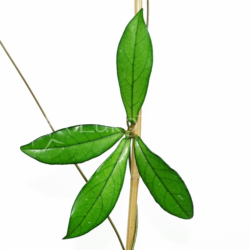 Hoya crassipetiolata