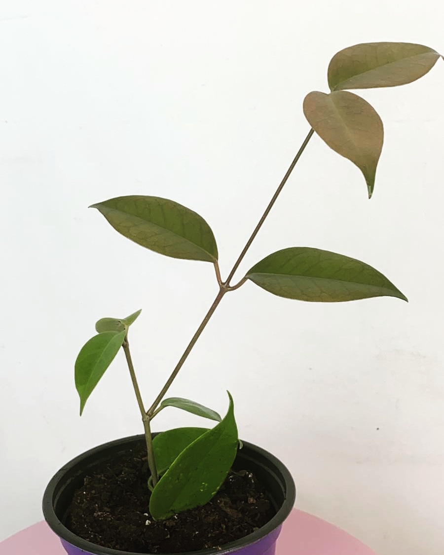 Hoya cv Iris Mariae