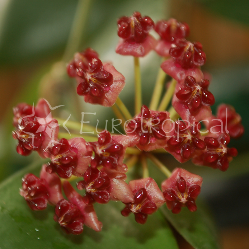 Hoya lucardenasiana