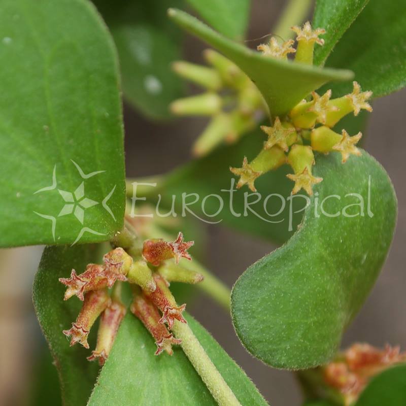 Hoya manipurensis