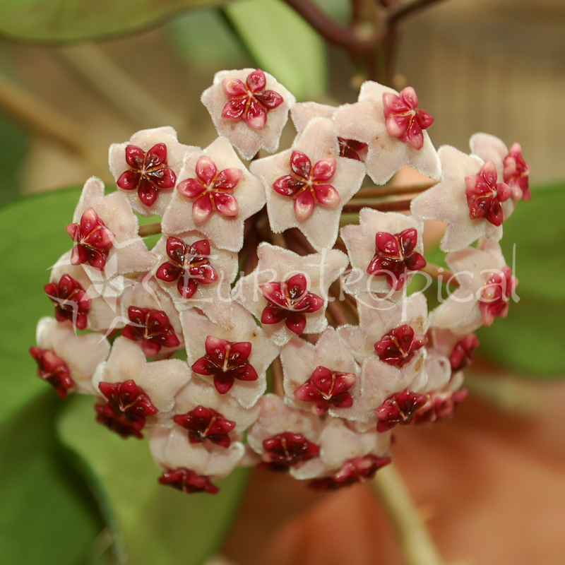Hoya obovata