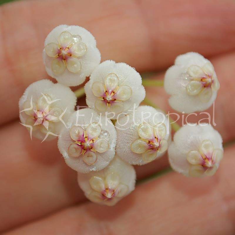 Hoya rotundiflora