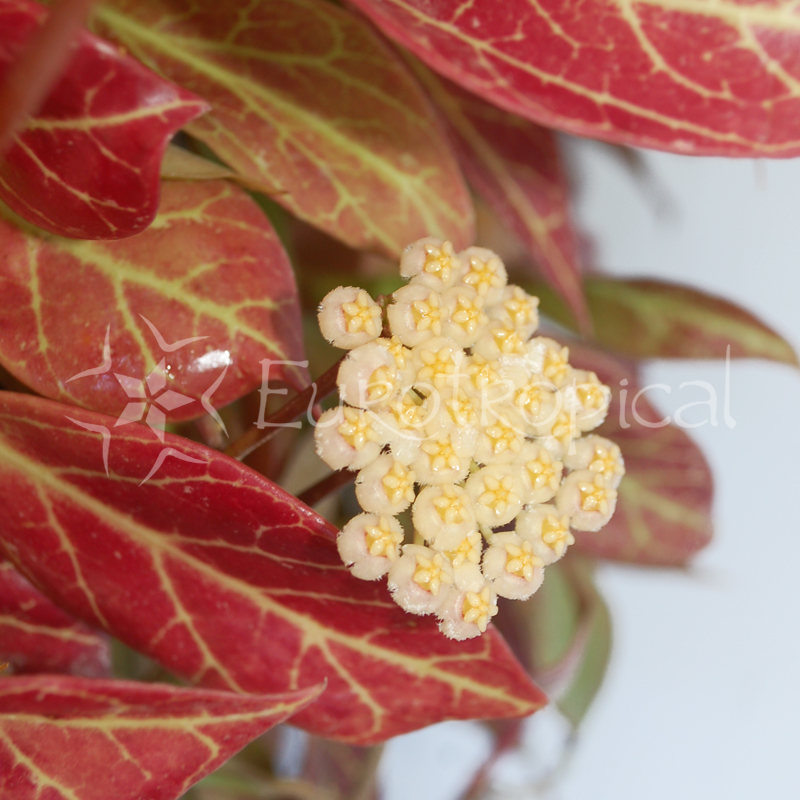 Hoya cv. Sunrise
