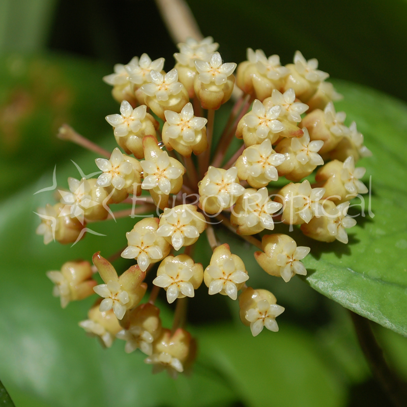 Hoya cv. Viola