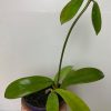 Diversifolia el-nidicus