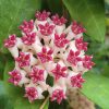 Hoya cv. "Patricia"