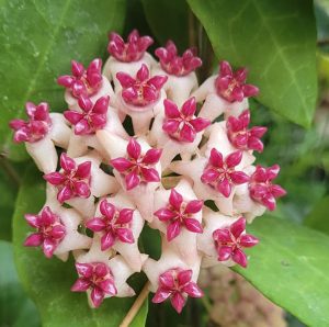 Hoya cv. "Patricia"