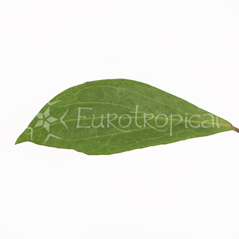 Hoya camphorifolia