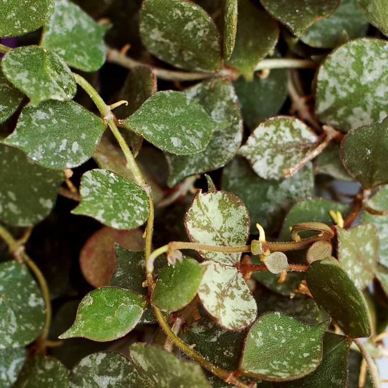 Hoya curtisii