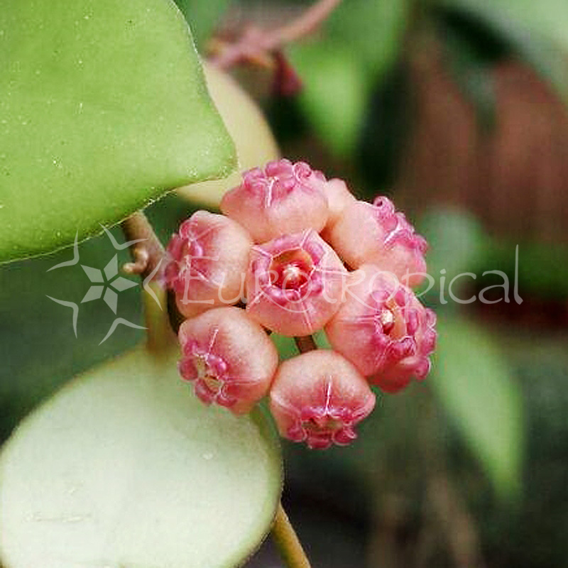 Hoya heuschkeliana pink