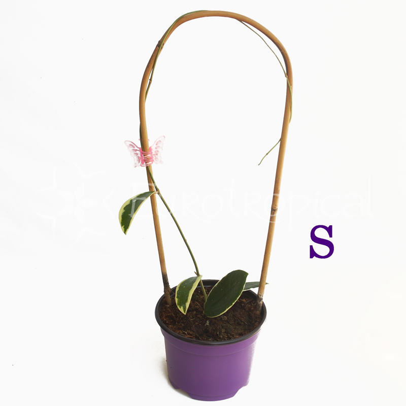 Hoya acuta variegata