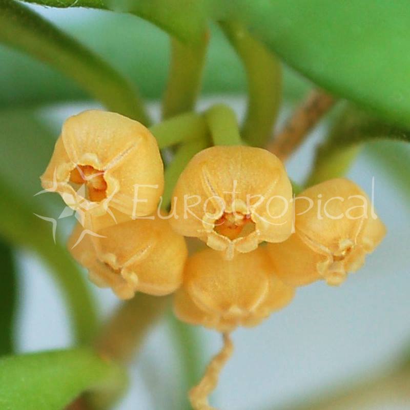 Hoya heuschkeliana Yellow