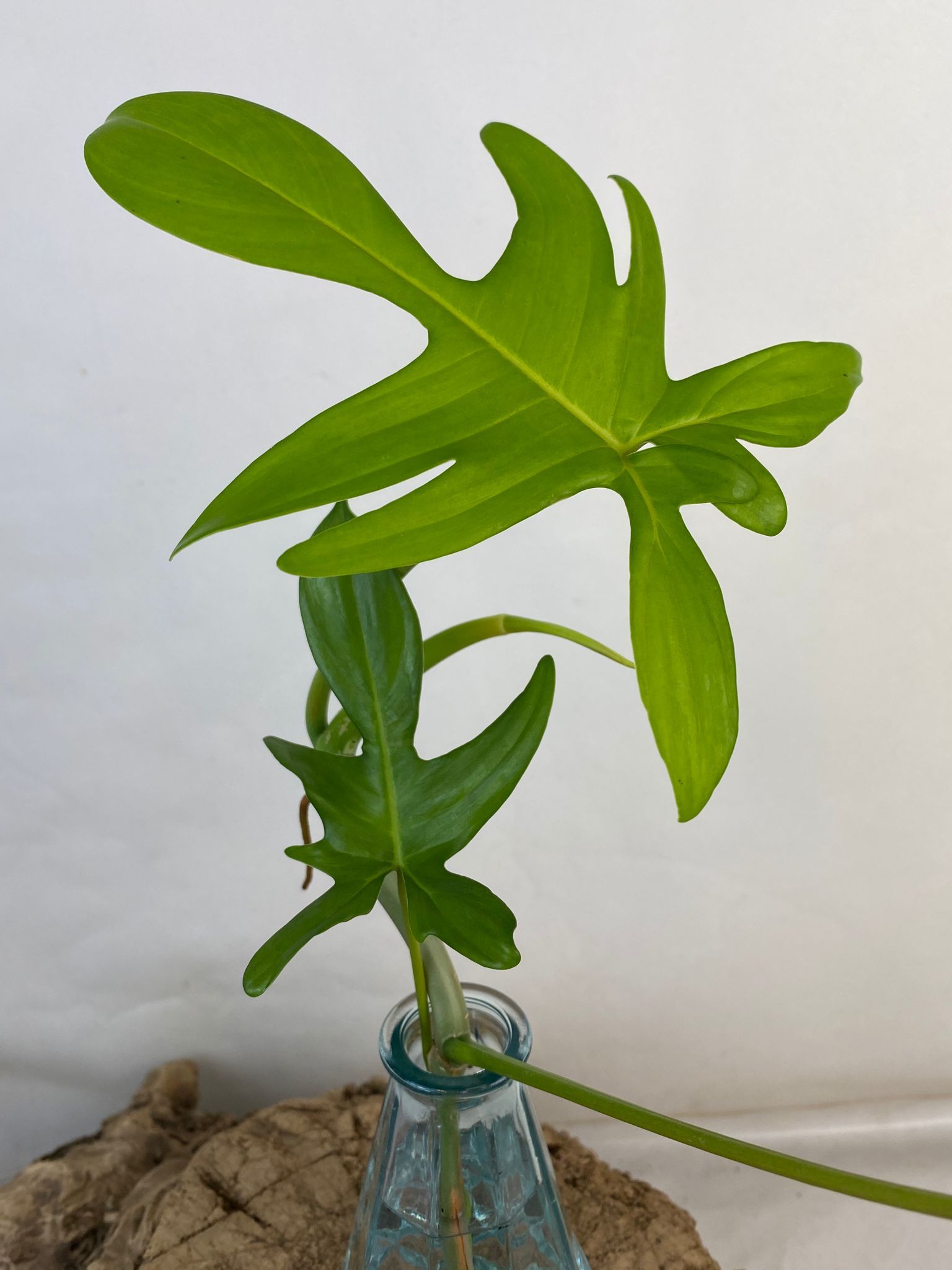 Philodendron laciniatum Cutting 3 leaves