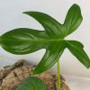 Philodendron laciniatum Cutting 3 leaves